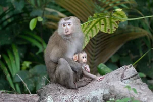 Endangered Pig-Tailed Macaque Trapped on Son Tra Mountain: A Call for Wildlife Protection - image 0