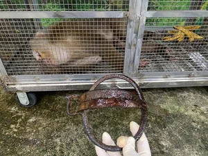 Endangered Pig-Tailed Macaque Trapped on Son Tra Mountain: A Call for Wildlife Protection - image 7