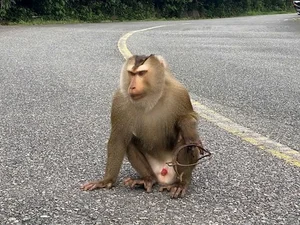 Endangered Pig-Tailed Macaque Trapped on Son Tra Mountain: A Call for Wildlife Protection - image 6