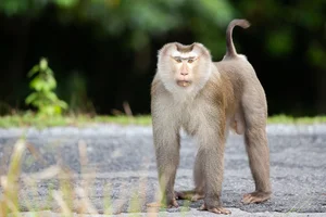 Endangered Pig-Tailed Macaque Trapped on Son Tra Mountain: A Call for Wildlife Protection - image 8