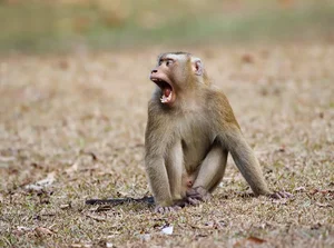 Endangered Pig-Tailed Macaque Trapped on Son Tra Mountain: A Call for Wildlife Protection - image 2