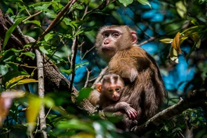 Endangered Pig-Tailed Macaque Trapped on Son Tra Mountain: A Call for Wildlife Protection - image 5