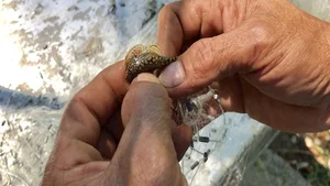 Savoring Vietnam’s Bitter Stream Fish: A Rare and Exotic Culinary Delicacy Explored - image 2
