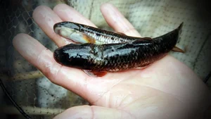 Savoring Vietnam’s Bitter Stream Fish: A Rare and Exotic Culinary Delicacy Explored - image 1