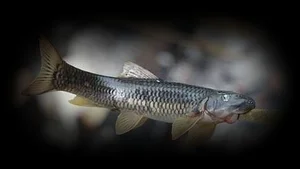 Savoring Vietnam’s Bitter Stream Fish: A Rare and Exotic Culinary Delicacy Explored - image 3