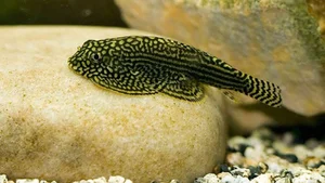 Savoring Vietnam’s Bitter Stream Fish: A Rare and Exotic Culinary Delicacy Explored - image 0