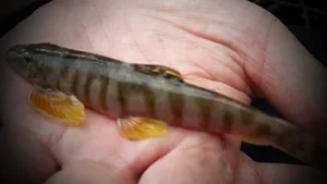Savoring Vietnam’s Bitter Stream Fish: A Rare and Exotic Culinary Delicacy Explored - image 10