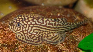 Savoring Vietnam’s Bitter Stream Fish: A Rare and Exotic Culinary Delicacy Explored - image 6