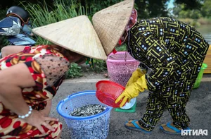 Night Hunting for Delicacies in the Mekong Delta Floating Season - image 8