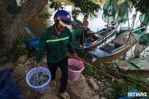 Night Hunting for Delicacies in the Mekong Delta Floating Season - image 0