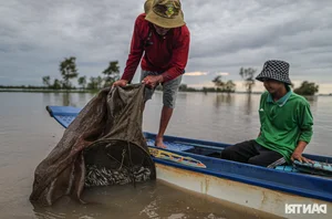 Night Hunting for Delicacies in the Mekong Delta Floating Season - image 4