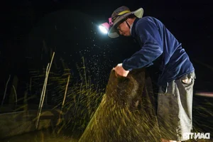 Night Hunting for Delicacies in the Mekong Delta Floating Season - image 14