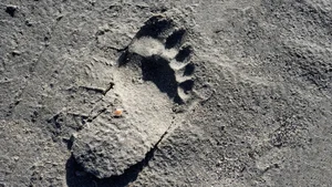 Ancient Tracks: What 78,000-Year-Old Footprints Tell Us Today - image 1