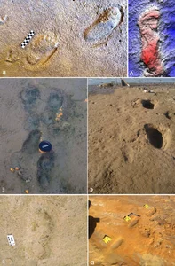 Ancient Tracks: What 78,000-Year-Old Footprints Tell Us Today - image 2
