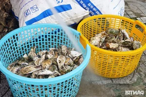 Discovering Phuoc Hai Fishing Village: The Famous 35k Oyster Street Today - image 8