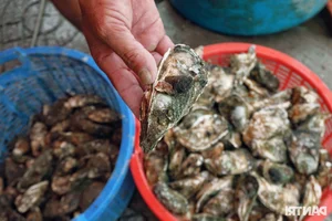 Discovering Phuoc Hai Fishing Village: The Famous 35k Oyster Street Today - image 1