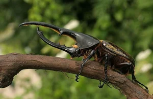 Incredible Facts About the Mighty Hercules Beetle: The Giant of the Insect World - image 1