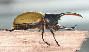Incredible Facts About the Mighty Hercules Beetle: The Giant of the Insect World - image 2