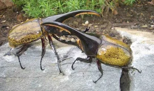 Incredible Facts About the Mighty Hercules Beetle: The Giant of the Insect World - image 0