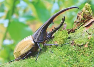 Incredible Facts About the Mighty Hercules Beetle: The Giant of the Insect World - image 7