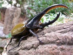 Incredible Facts About the Mighty Hercules Beetle: The Giant of the Insect World - image 5