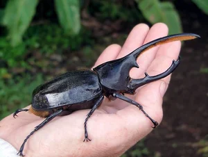 Incredible Facts About the Mighty Hercules Beetle: The Giant of the Insect World - image 6