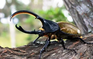 Incredible Facts About the Mighty Hercules Beetle: The Giant of the Insect World - image 3