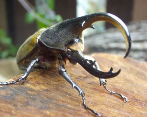 Incredible Facts About the Mighty Hercules Beetle: The Giant of the Insect World - image 4