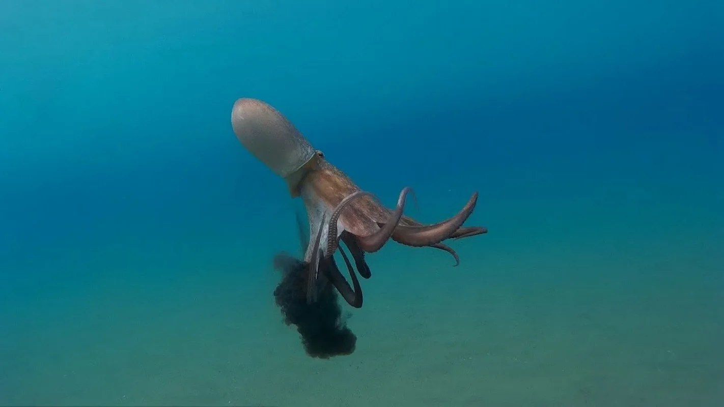 8 Incredible Facts About Octopuses That Will Surprise You