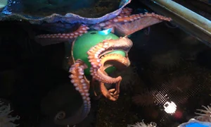 8 Incredible Facts About Octopuses That Will Surprise You - image 9