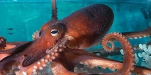 8 Incredible Facts About Octopuses That Will Surprise You - image 5