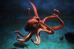 8 Incredible Facts About Octopuses That Will Surprise You - image 1