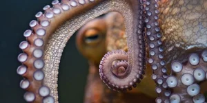 8 Incredible Facts About Octopuses That Will Surprise You - image 6