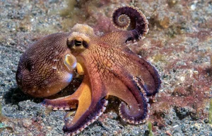 8 Incredible Facts About Octopuses That Will Surprise You - image 3