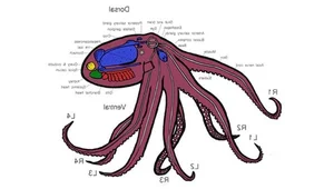 8 Incredible Facts About Octopuses That Will Surprise You - image 4