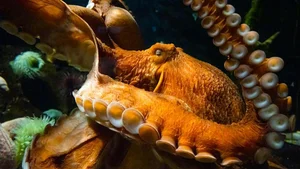 8 Incredible Facts About Octopuses That Will Surprise You - image 10