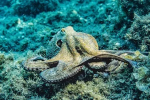 8 Incredible Facts About Octopuses That Will Surprise You - image 7