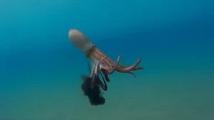 8 Incredible Facts About Octopuses That Will Surprise You - image 0