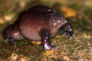 Rare Purple Pig-Nosed Frog Discovery: A Fascinating Look at Nature's Most Unusual Amphibian - image 1