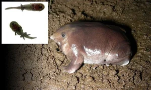 Rare Purple Pig-Nosed Frog Discovery: A Fascinating Look at Nature's Most Unusual Amphibian - image 2
