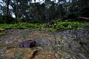 Rare Purple Pig-Nosed Frog Discovery: A Fascinating Look at Nature's Most Unusual Amphibian - image 0