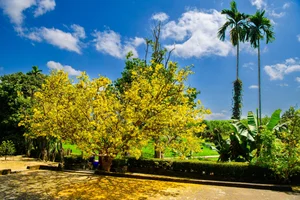 The Golden Beauty of Loc Yen Ancient Village: A Springtime Spectacle - image 2