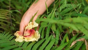From Forgotten Orchard Waste to Urban Delicacy: The Rise of Traditional Specialty Fruits - image 7