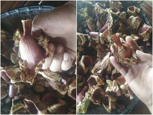 From Forgotten Orchard Waste to Urban Delicacy: The Rise of Traditional Specialty Fruits - image 4