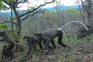 Rare Wildlife Discovered in Binh Thuan Forests: Douc Langurs and Pangolins - image 7