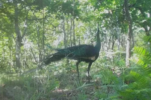 Rare Wildlife Discovered in Binh Thuan Forests: Douc Langurs and Pangolins - image 3