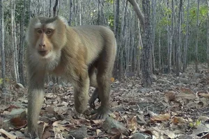 Rare Wildlife Discovered in Binh Thuan Forests: Douc Langurs and Pangolins - image 8