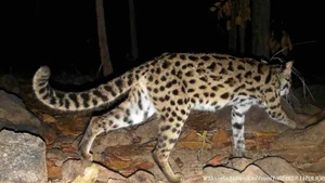 Rare Wildlife Discovered in Binh Thuan Forests: Douc Langurs and Pangolins - image 6