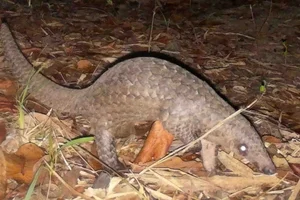 Rare Wildlife Discovered in Binh Thuan Forests: Douc Langurs and Pangolins - image 0