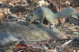 Rare Wildlife Discovered in Binh Thuan Forests: Douc Langurs and Pangolins - image 2